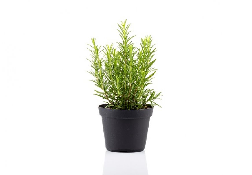 Ružmarin - Rosmarinus officinalis