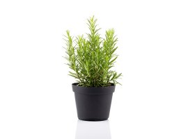 Ružmarin - Rosmarinus officinalis