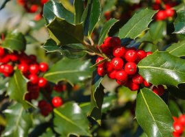 Božikovina - Ilex aquifolium