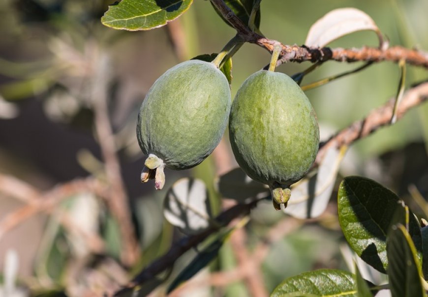 Feijoa - Feijoa sellowiana