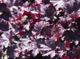 Crevice Alumroot - Heuchera micranhta 