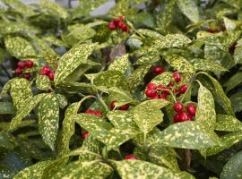 Pjegavi javor - Aucuba japonica