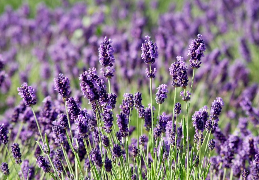 Lavanda obična - Lavandula angustifolia