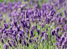 Lavanda obična - Lavandula angustifolia