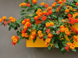 Lantana viseća - Lantana montevidensis