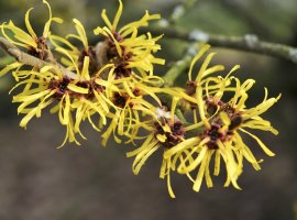Viještičja lijeska - Hamamelis mollis