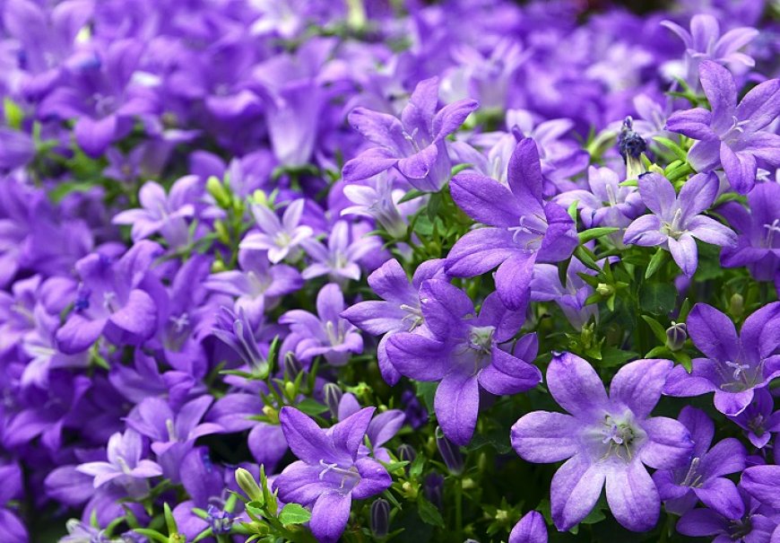 Bellflower - Campanula sp.