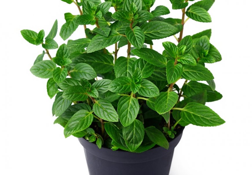 Menta - Mentha piperita var. odorata