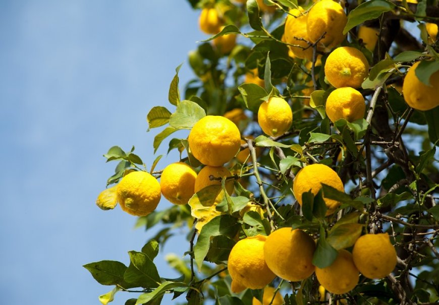 Limun - Citrus limon