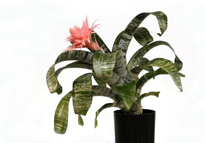 Srebrna vaza - Aechmea fasciata
