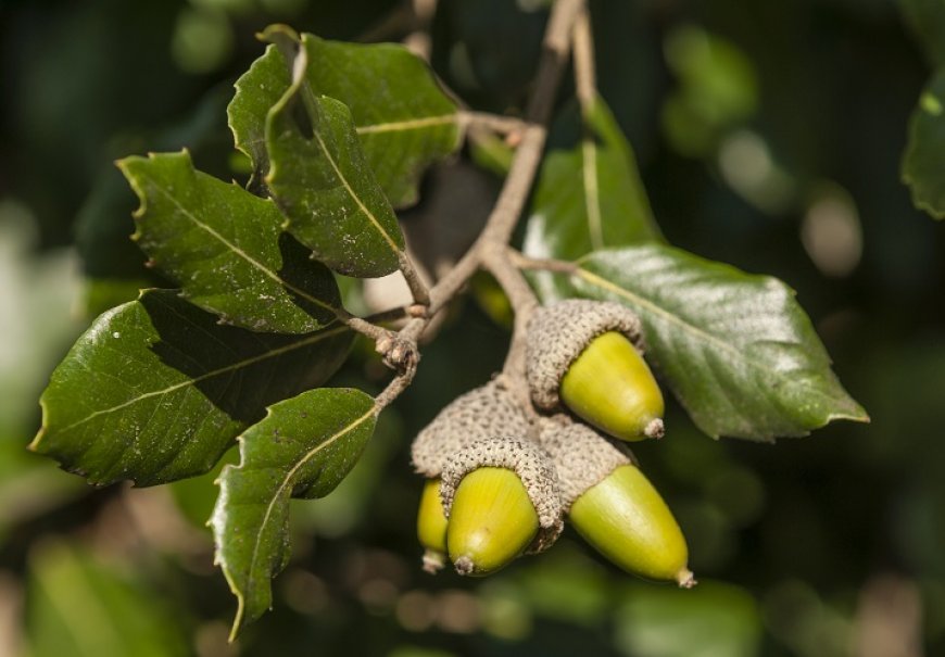Crnika - Quercus ilex