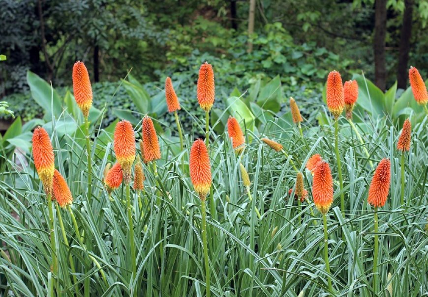 Torch Lily - Kniphofia uvaria