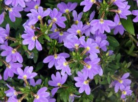 Skevola - Scaevola aemula