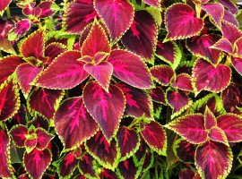 Ukrasna kopriva - Coleus x blumei