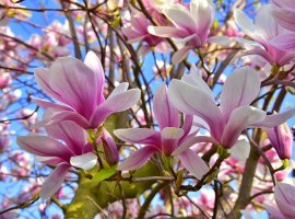 Magnolija - Magnolia x soulangiana