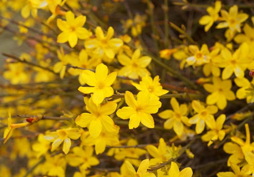 Jasmin zimski - Jasminum nudiflorum