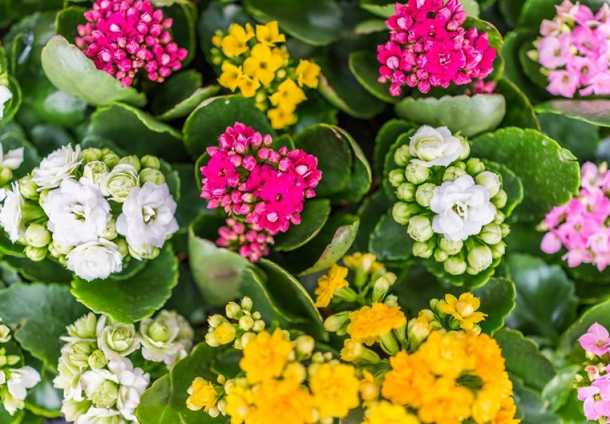 Kalanhoa - Kalanchoe blossfeldiana