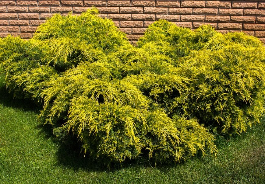 Borovica - Juniperus x media