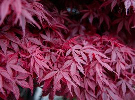 Japanski javor - Acer palmatum 'Atropurpureum'