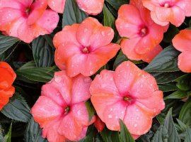 Vodenica 'Nova Gvineja' - Impatiens New Guinea