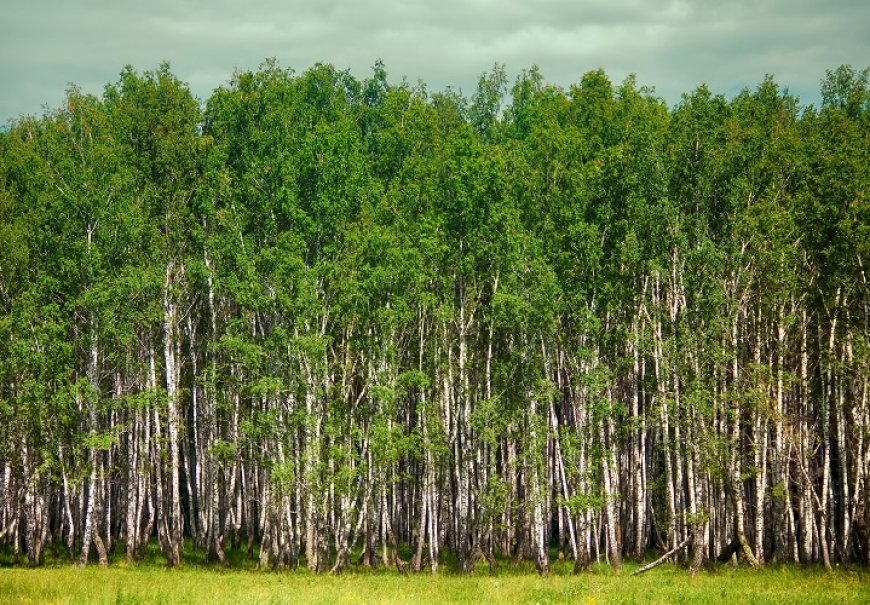 Breza - Betula alba