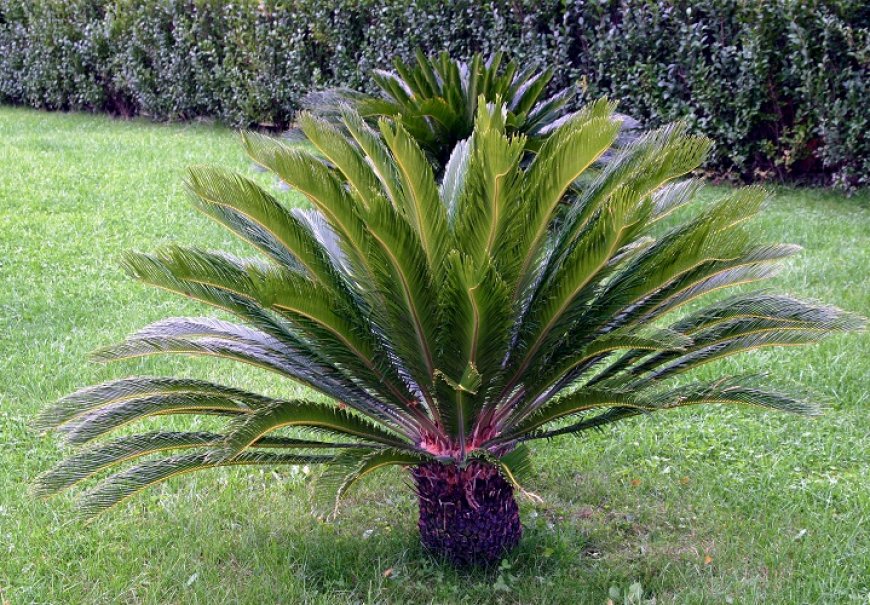Cikas - Cycas revoluta