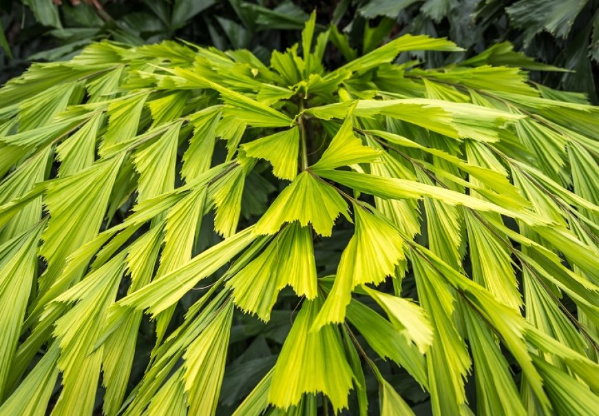 Palma riblji rep - Caryota mitis