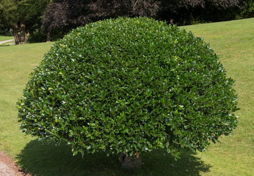 Božikovina - Ilex aquifolium