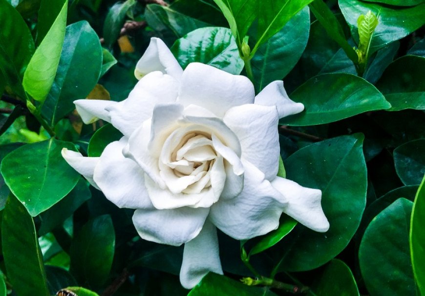 Gardenija - Gardenia jasminoides