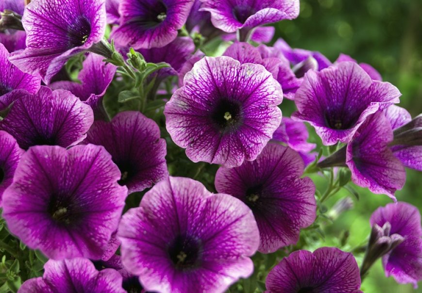 Petunija - Petunia x grandiflora