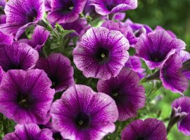 Petunija - Petunia x grandiflora