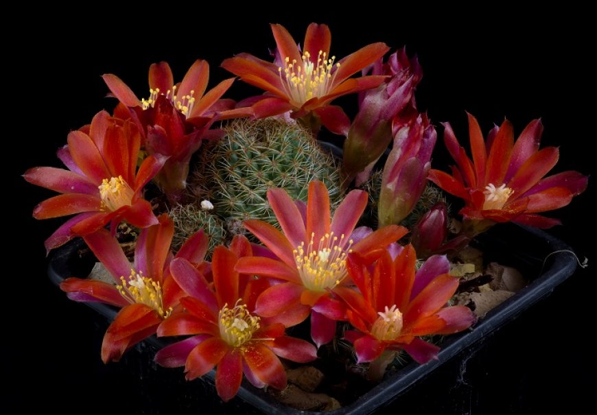 Rebutia genus - Rebutia sp.