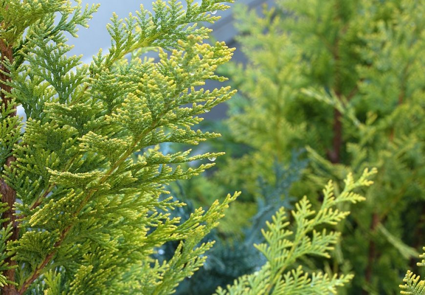 Pačempres - Chamaecyparis lawsoniana 'Ellwoodii'